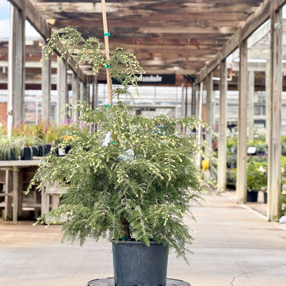Tsuga | Summer Snow Canadian Hemlock - 3 Gallon