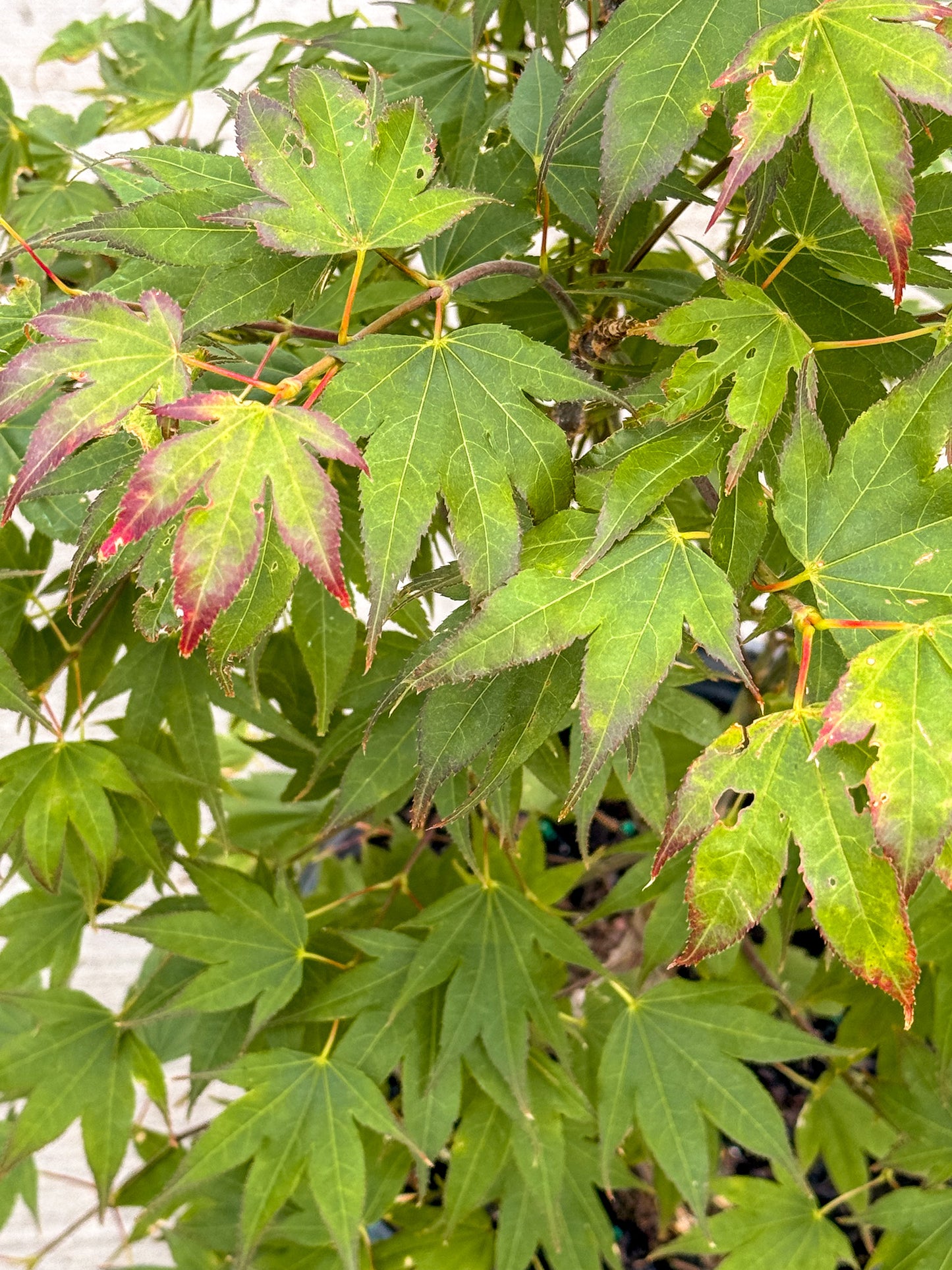 Acer | Tsuma Gaki Japanese Maple - 3 Gallon
