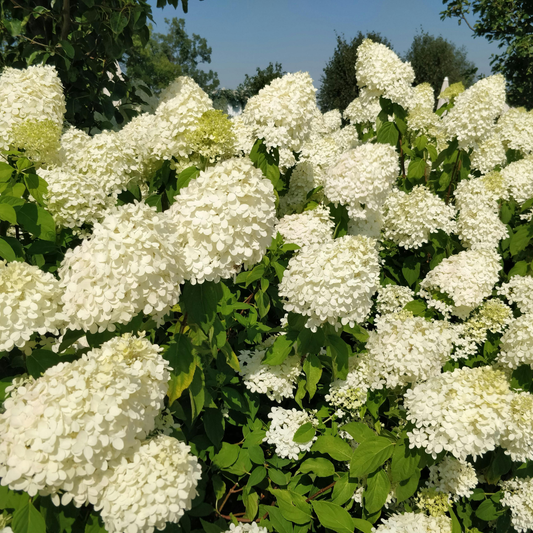 Hydrangea | Limelight Prime Panicle Hydrangea - 3 Gallon