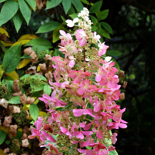 Hydrangea | Tiny Quick Fire Panicle Hydrangea - 3 Gallon