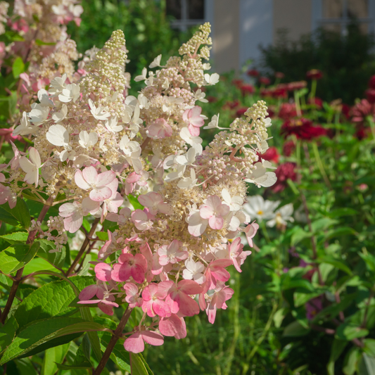 Hydrangea | Pinky Winky Panicle Hydrangea - 3 Gallon