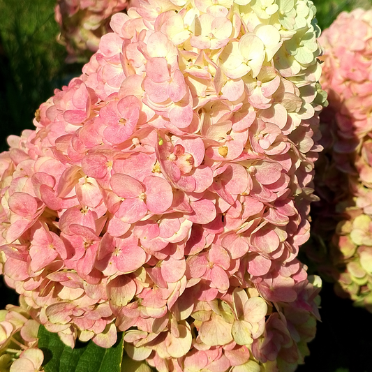 Hydrangea | Love-A-Lot Pink Panicle Hydrangea - 3 Gallon