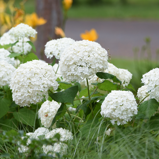 Hydrangea | Annabelle Smooth Hydrangea - 3 Gallon