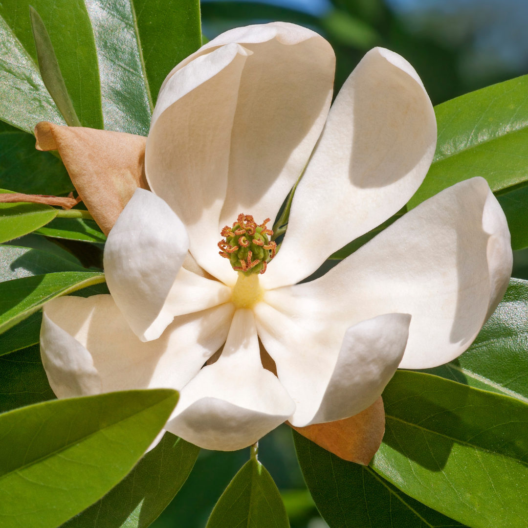 Magnolia | Moonglow Sweetbay Magnolia | Multi-Stem - 7 Gallon