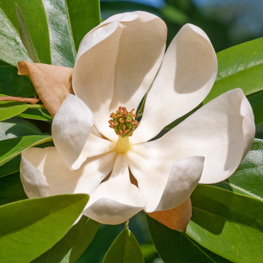 Magnolia | Moonglow Sweetbay Magnolia | Multi-Stem - 7 Gallon