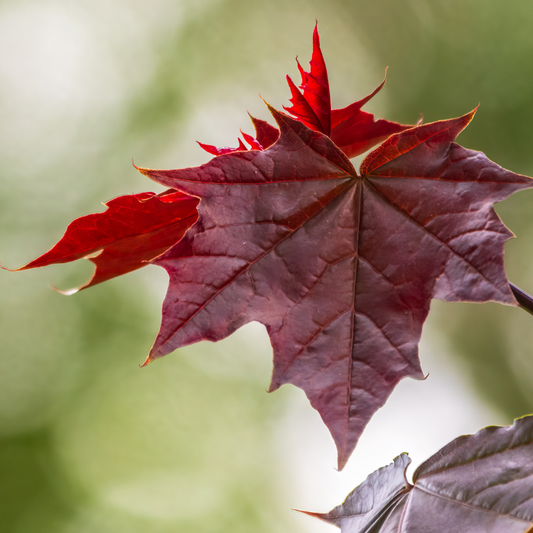 Acer | Crimson King Maple - 15 Gallon