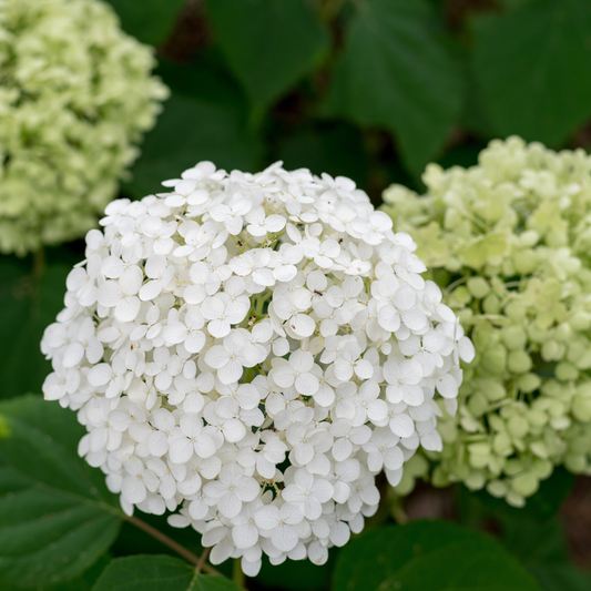 Hydrangea | Incrediball Smooth Hydrangea - 3 Gallon