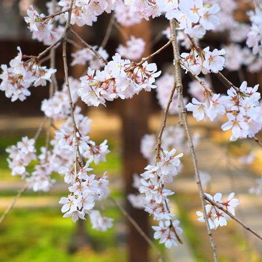 Prunus | Snow Fountains Weeping Cherry - 7 Gallon