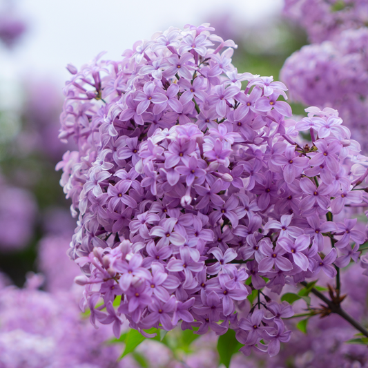 Syringa | Bloomerang Lilac | Purple TF - 7 Gallon