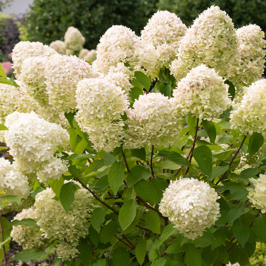 Hydrangea | Bobo Panicle Hydrangea - 3 Gallon