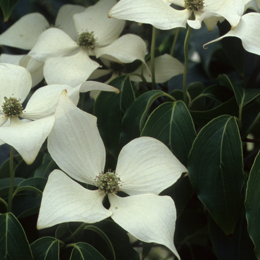 Cornus | Kousa Dogwood | Multi-Stem - 7 Gallon