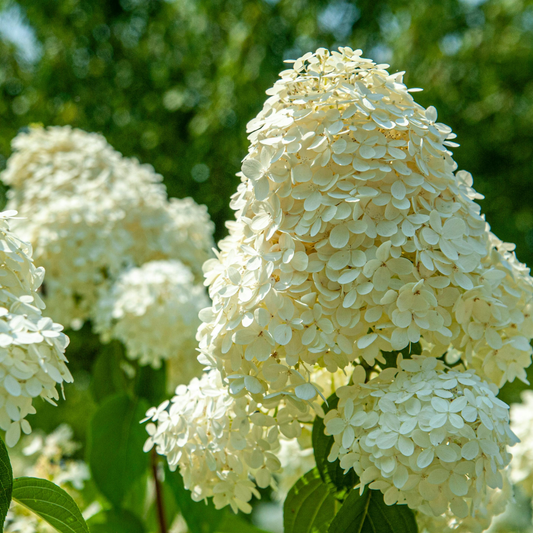 Hydrangea | Limelight Panicle Hydrangea | Tree Form - 7 Gallon