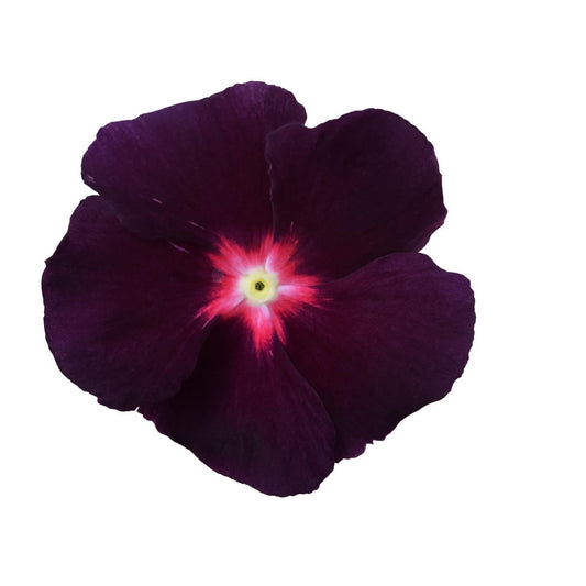 Vinca | Tattoo - 1 Quart