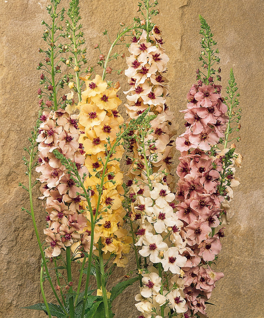Verbascum | Southern Charm - 1 Gallon