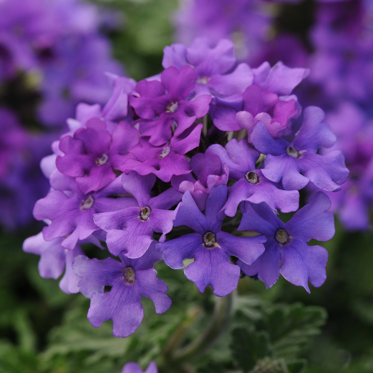 Verbena | Endurascape - 3 Quart