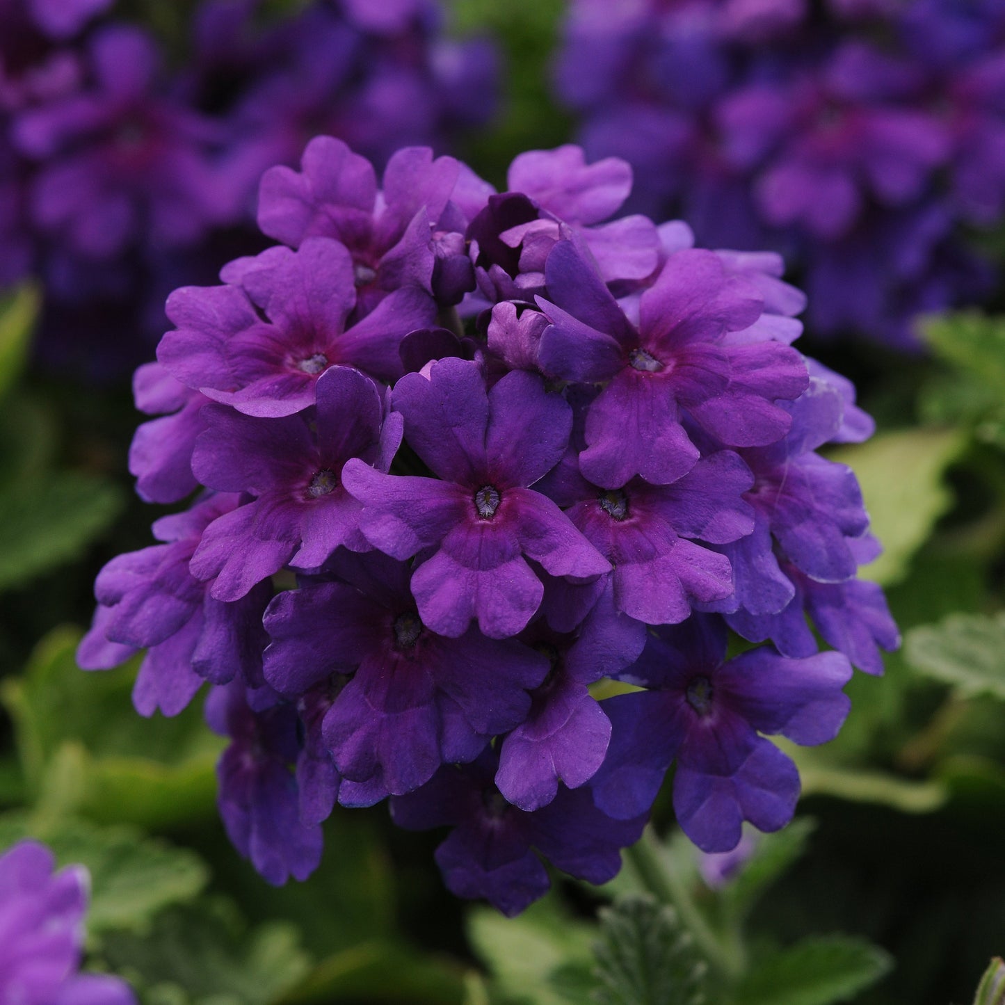 Verbena | Endurascape - 3 Quart