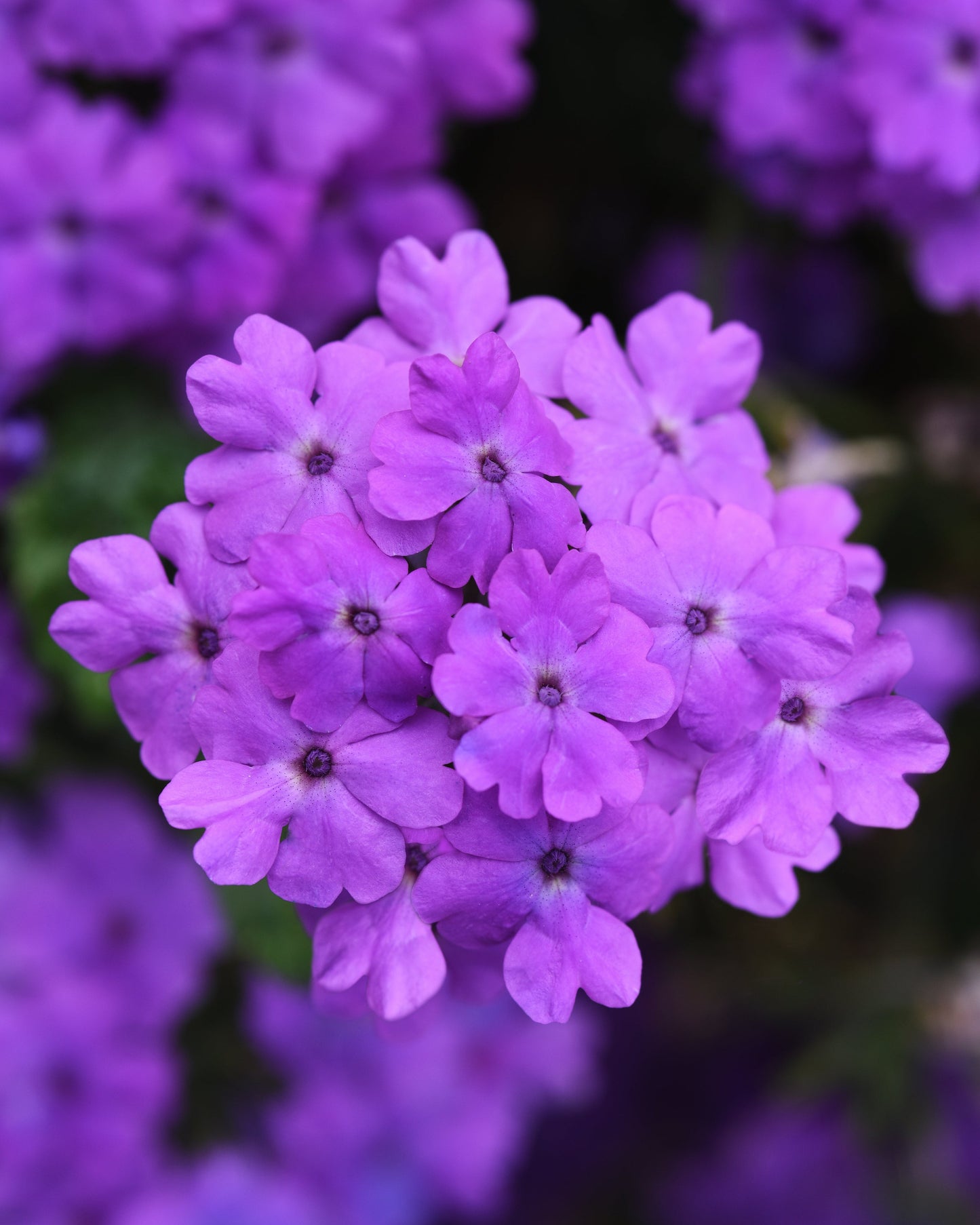 Verbena | Firehouse - 1 Quart