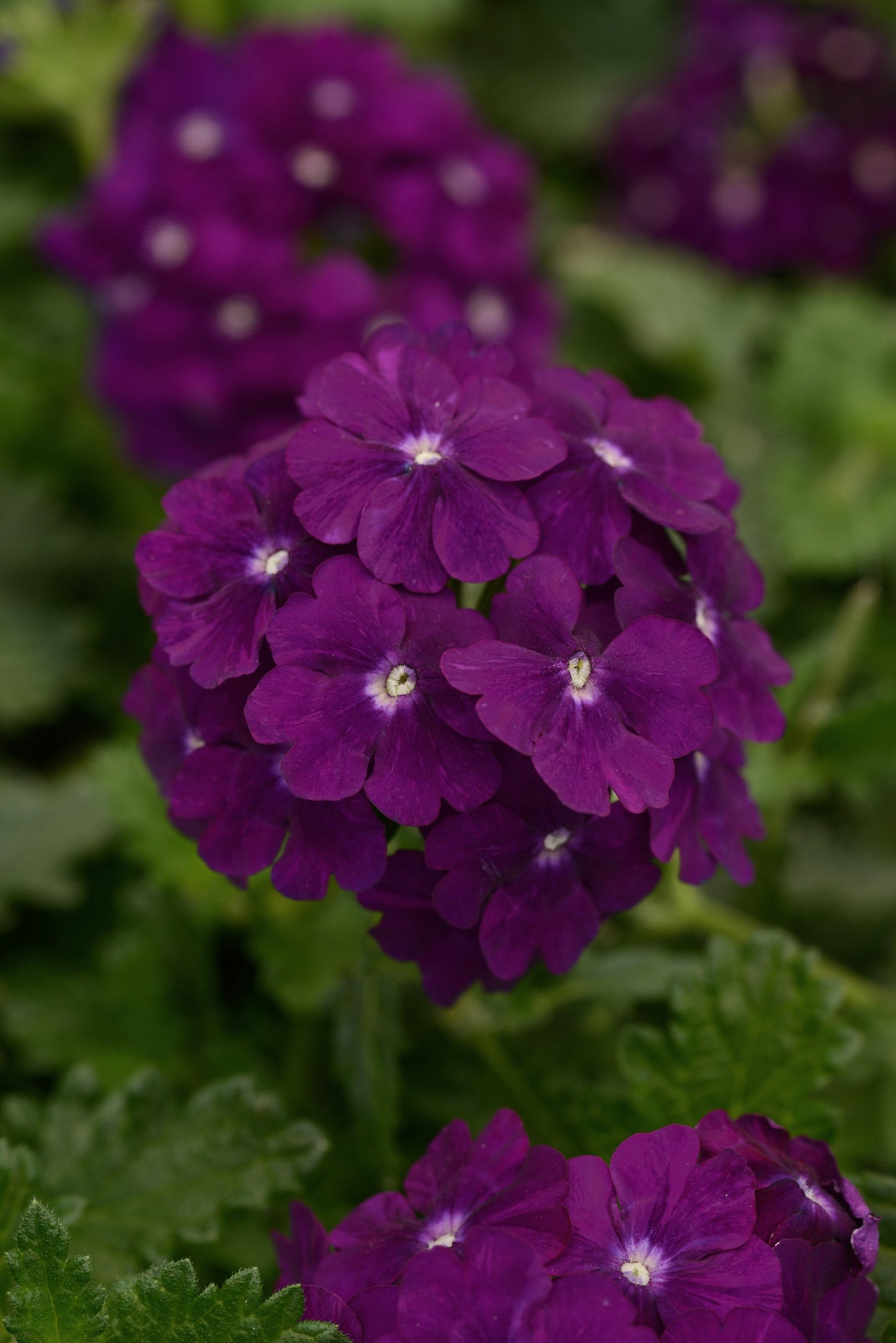 Verbena | Firehouse - 1 Quart