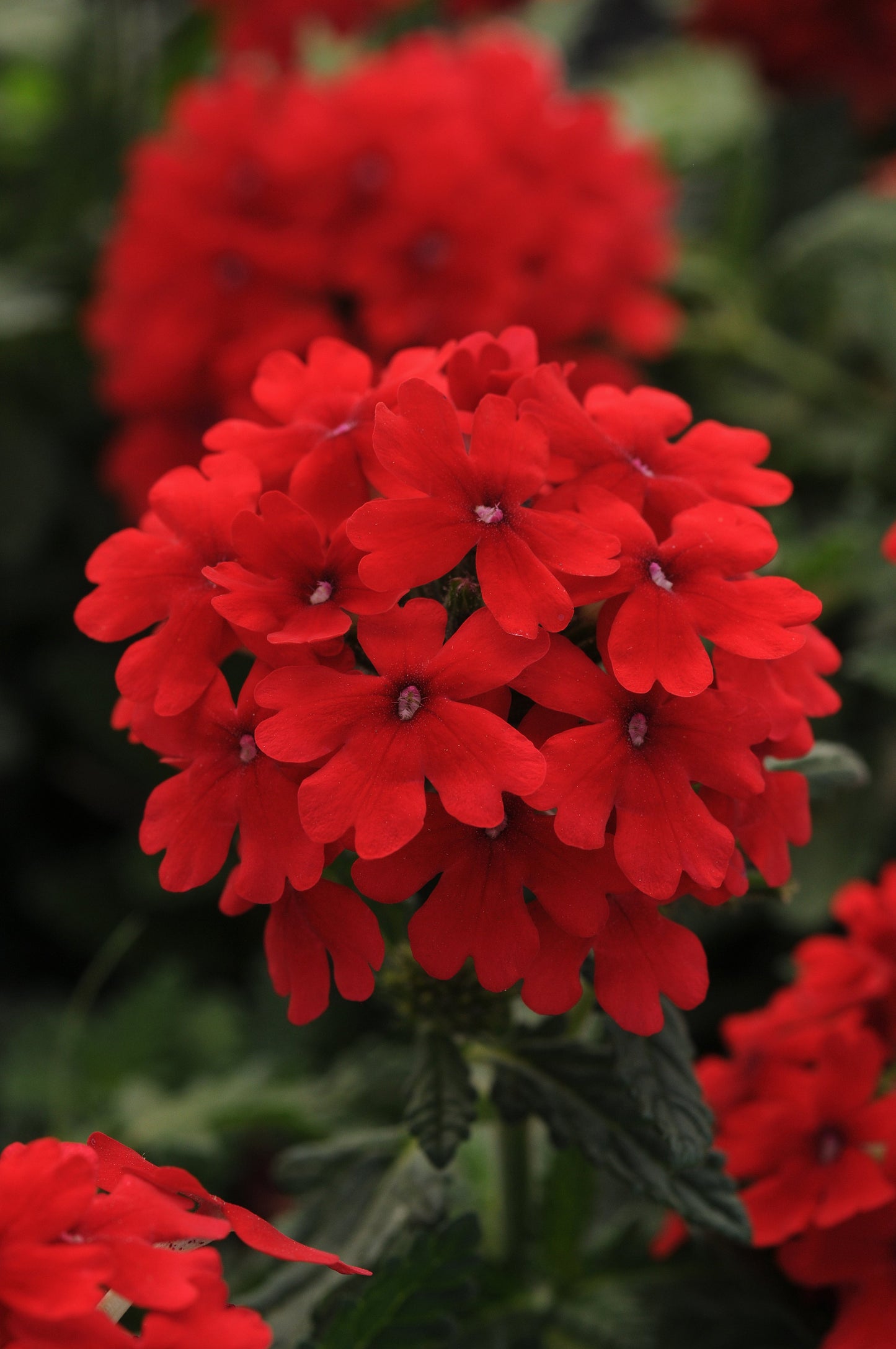 Verbena | Firehouse - 1 Quart