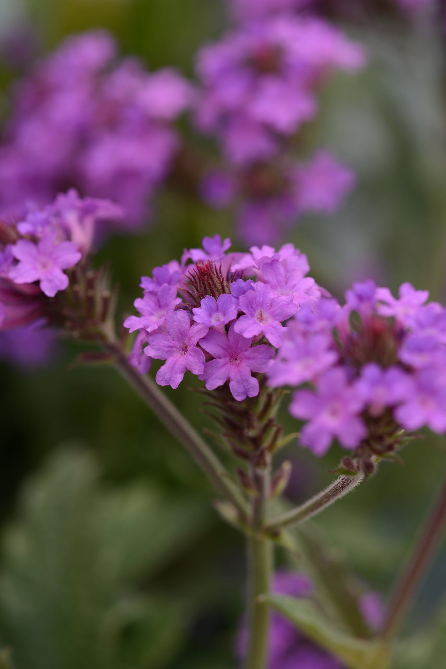 Verbena Pollinator Favorites | Santos Purple - 1 Gallon