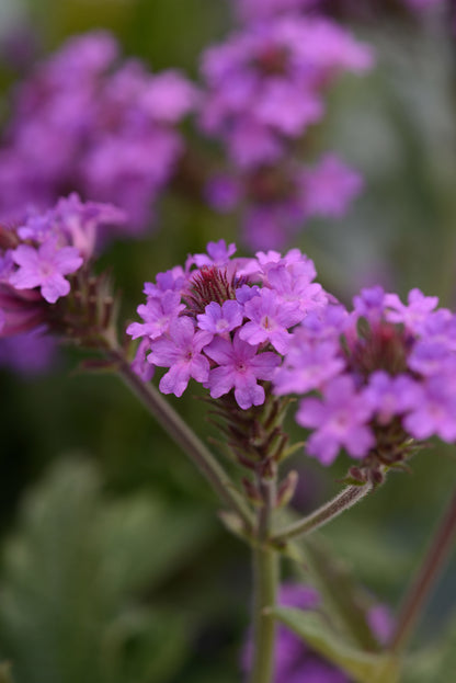 Verbena Pollinator Favorites | Santos Purple - 1 Gallon