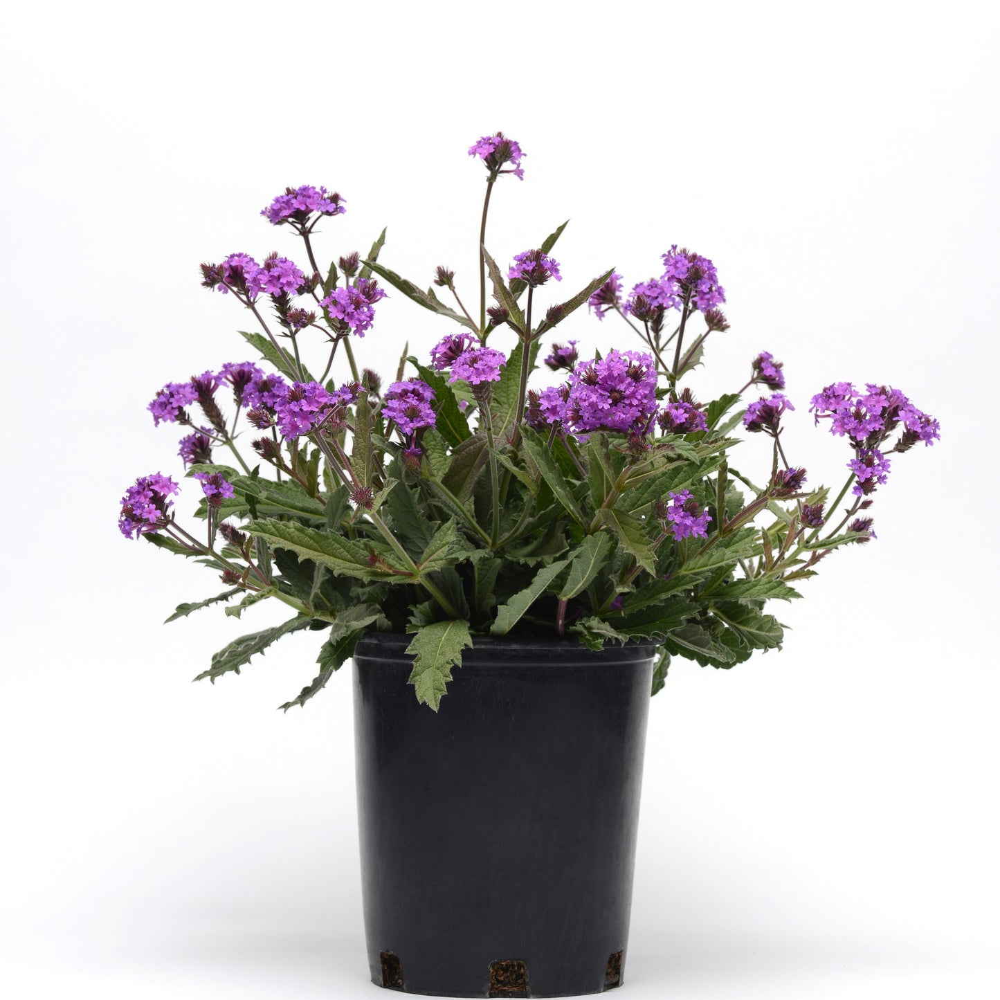 Verbena Pollinator Favorites | Santos Purple - 1 Gallon