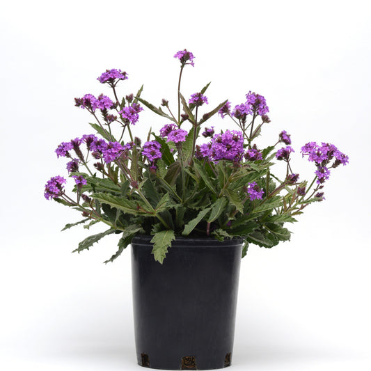 Verbena Pollinator Favorites | Santos Purple - 1 Gallon