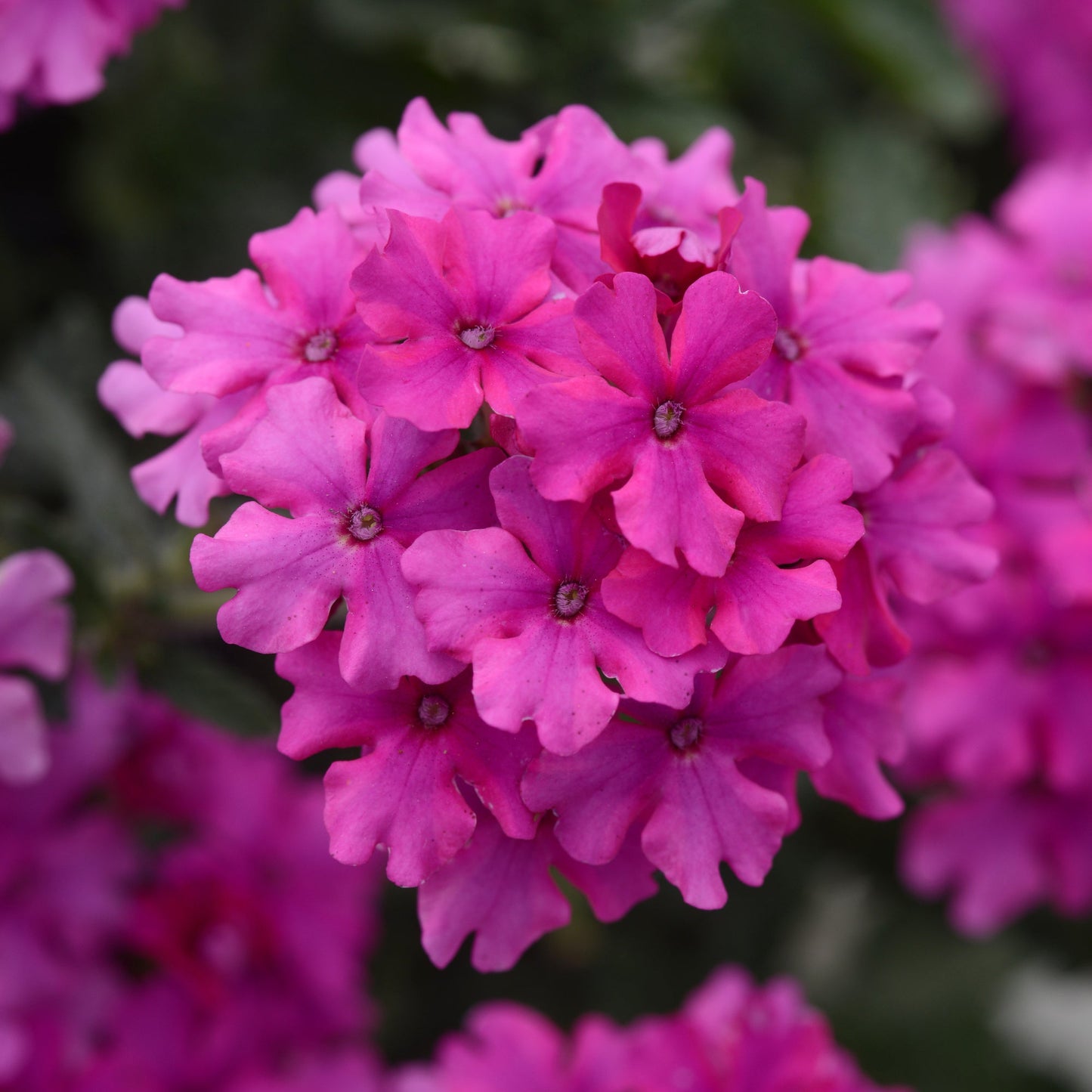 Verbena | Endurascape - 3 Quart