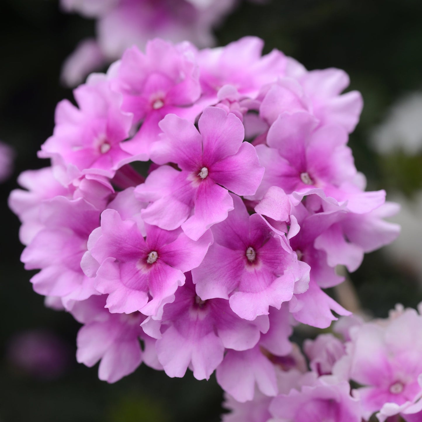 Verbena | Endurascape - 3 Quart