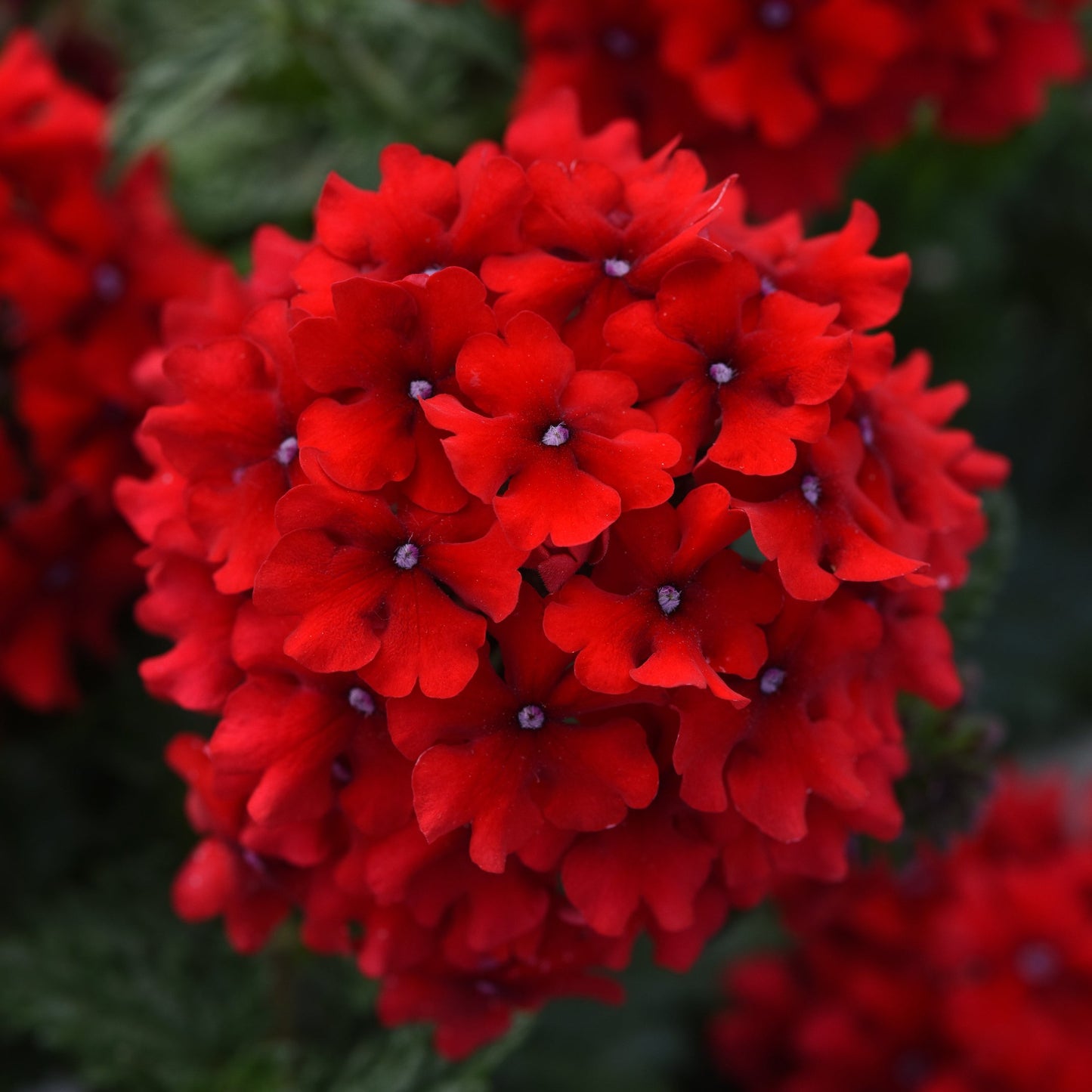 Verbena | Endurascape - 3 Quart