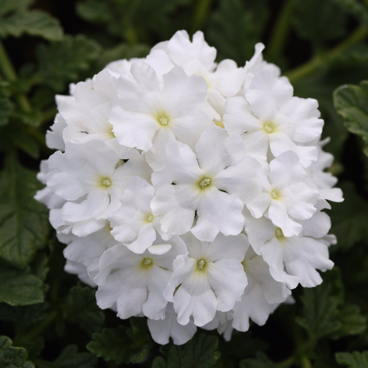 Verbena | Endurascape - 3 Quart