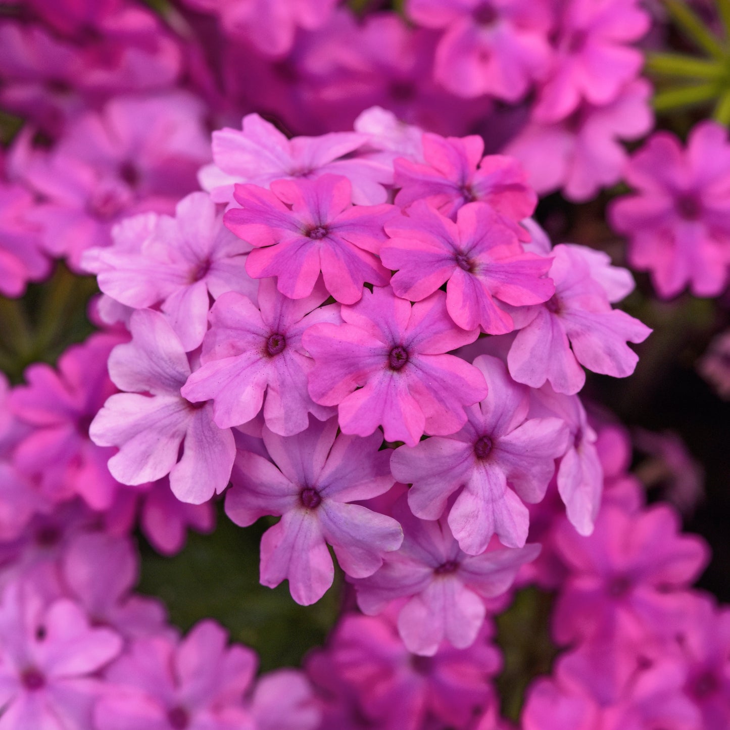 Verbena | Firehouse - 1 Quart