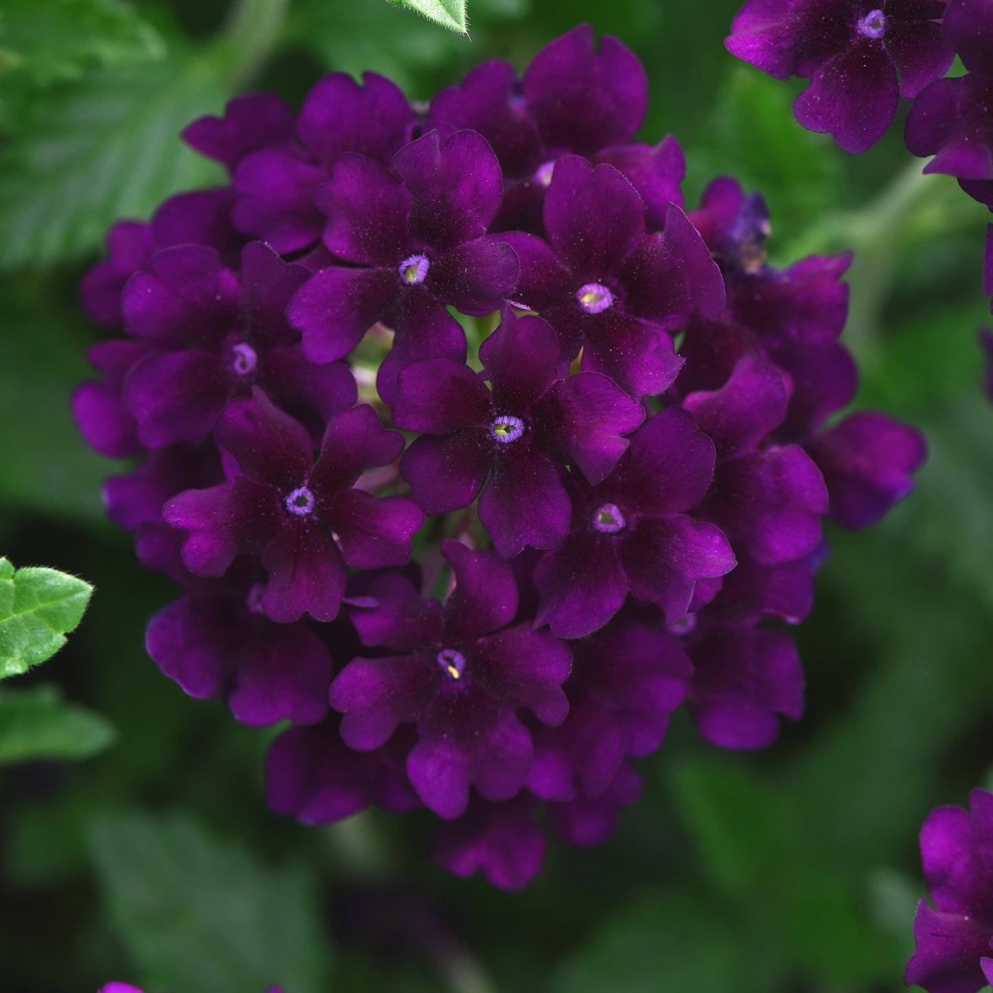 Verbena | Lascar - 1 Quart