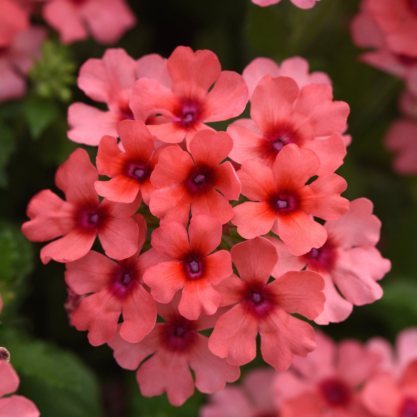 Verbena | Lascar - 1 Quart