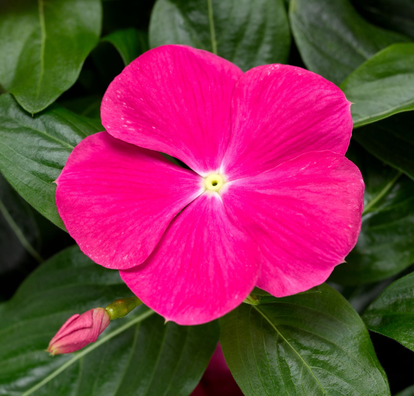 Vinca | Cora Cascade - 1 Quart