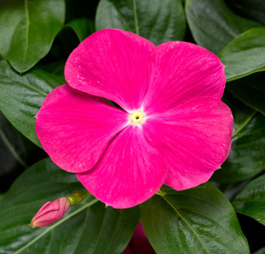 Vinca | Cora Cascade - Large Hanging Basket
