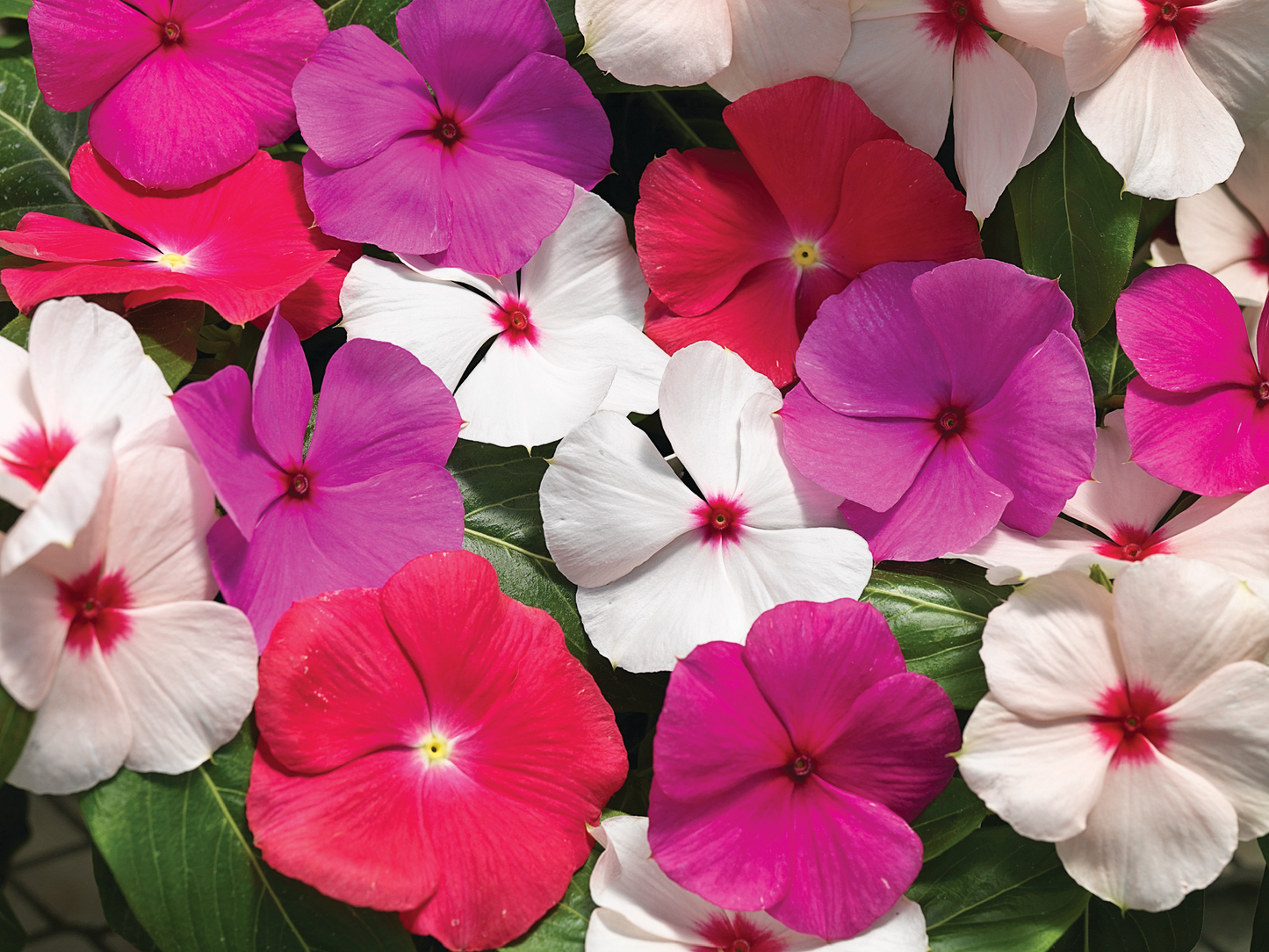 Vinca | Cora Cascade - Large Hanging Basket