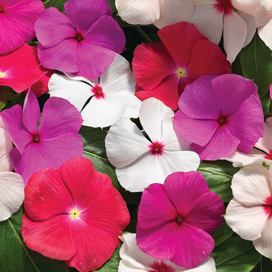 Vinca | Cora Cascade - Large Hanging Basket