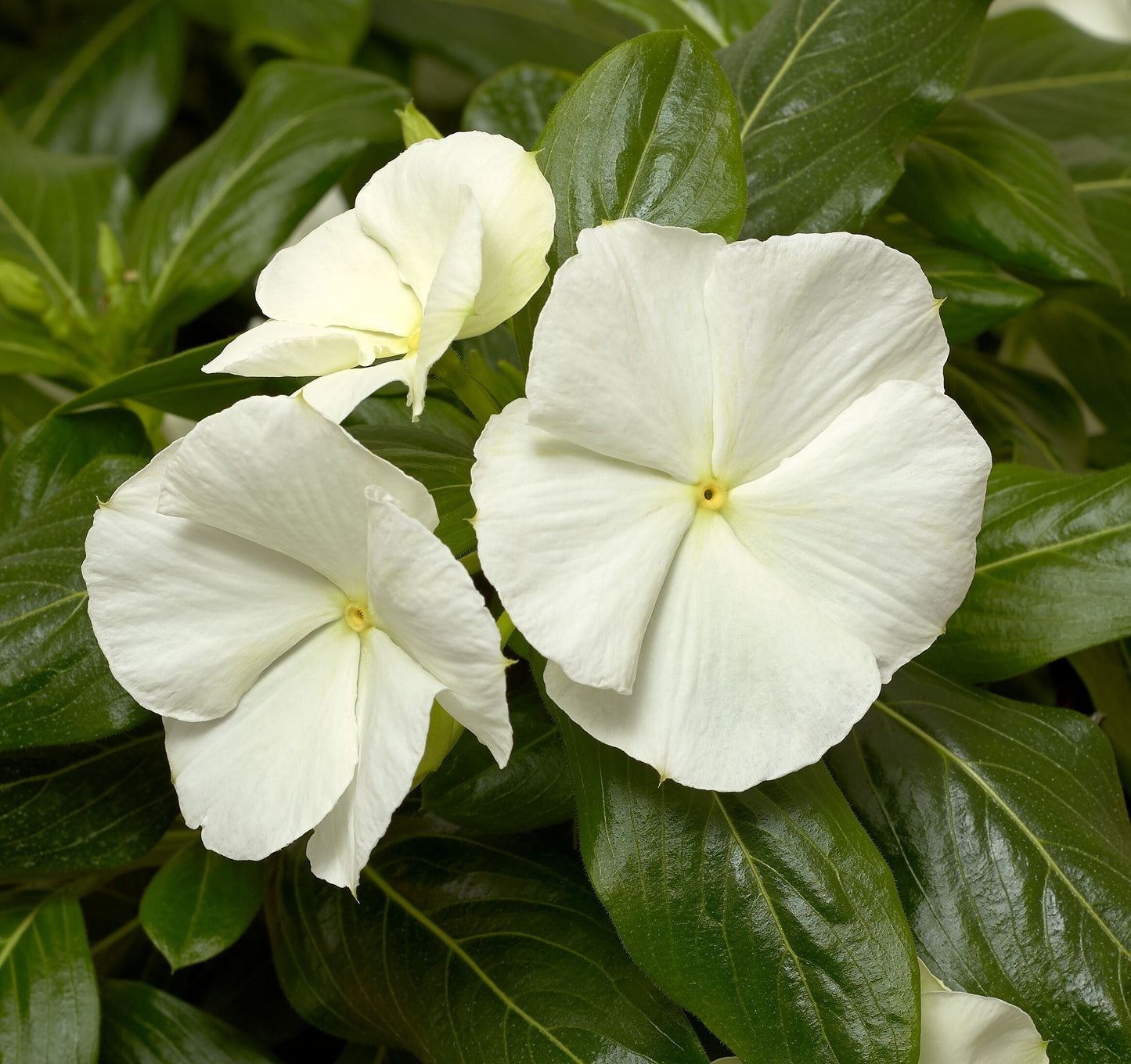 Vinca | Cora Cascade - 1 Quart
