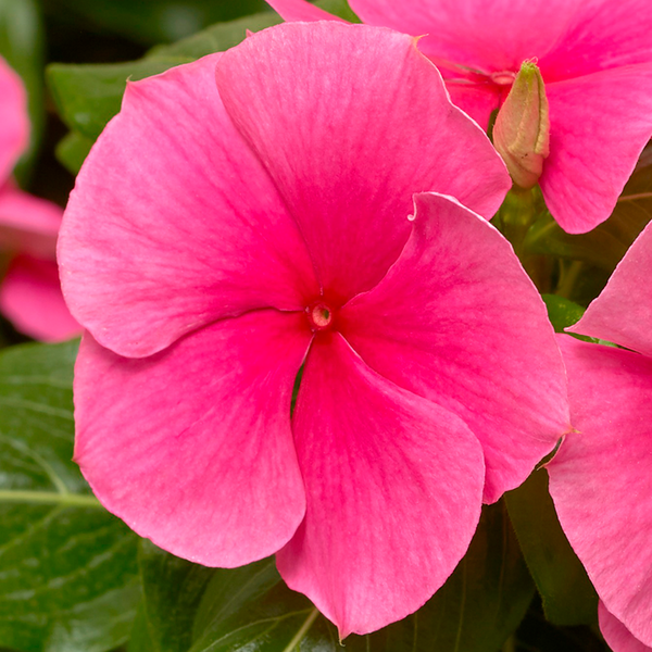 Vinca | Cora - 1 Quart