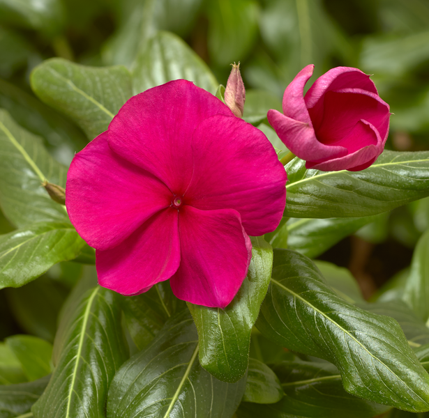 Vinca | Cora - 1 Quart