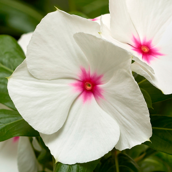 Vinca | Cora - 1 Quart