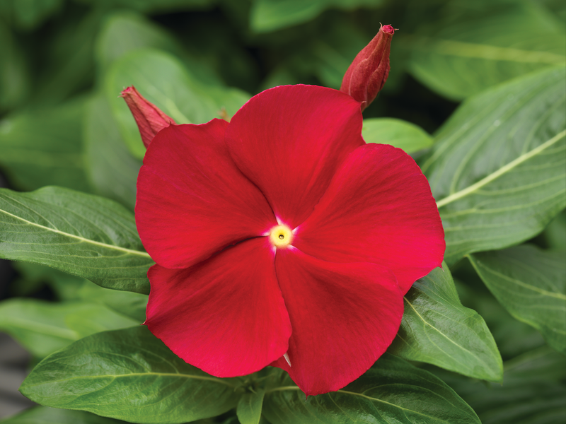 Vinca | Cora - 1 Quart