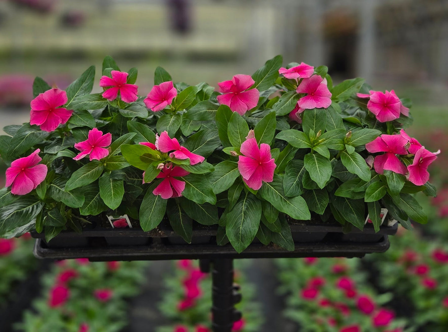 Vinca | Cora - 4 Pack