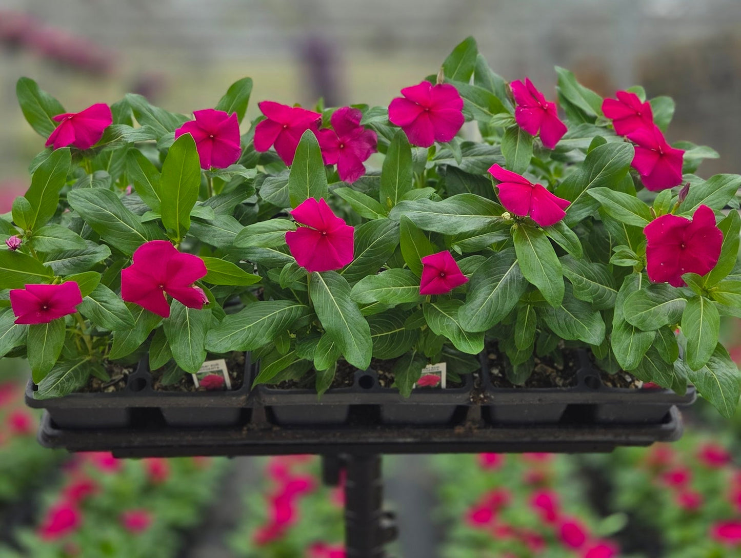 Vinca | Cora - 4 Pack