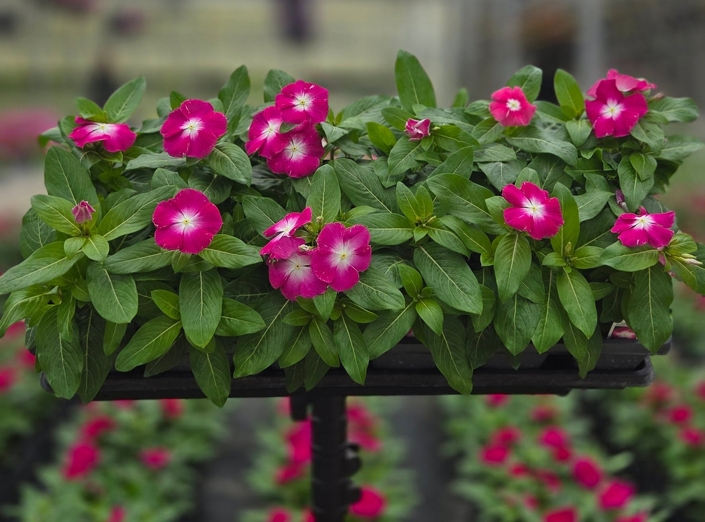 Vinca | Cora - 4 Pack