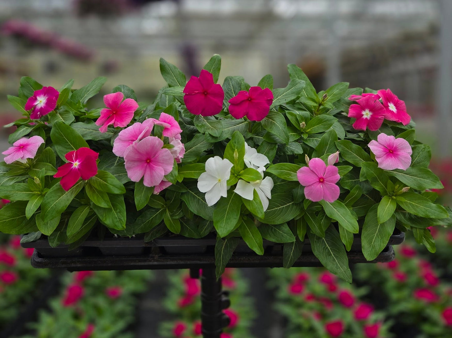 Vinca | Cora - Promotional 4 Pack