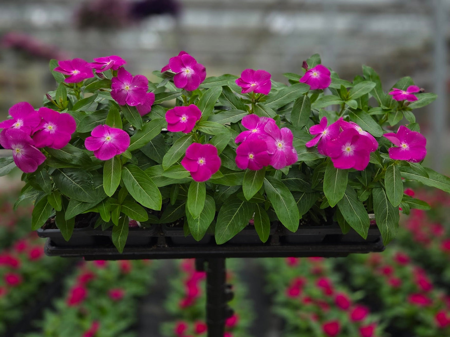 Vinca | Cora - 4 Pack