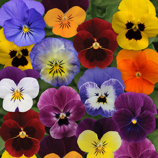 Viola | Autumn Select Mix - 4 Pack