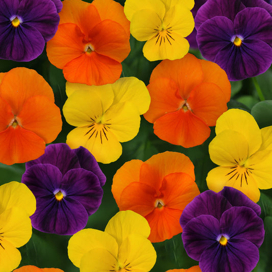 Viola | Harvest Mix - 4 Pack